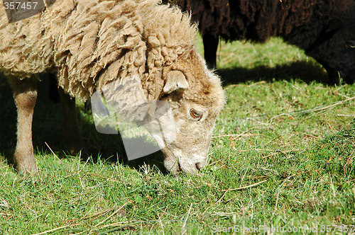 Image of a sheep to eat