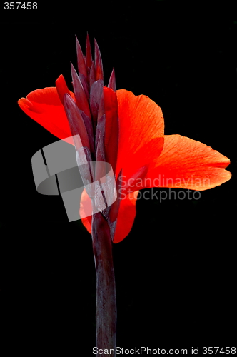 Image of red flower