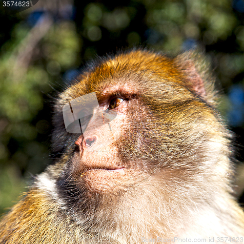 Image of old monkey in africa morocco and natural background fauna close 
