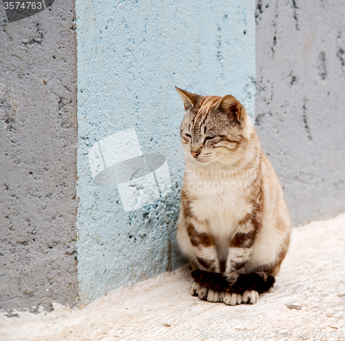 Image of alone cat in africa morocco and house background