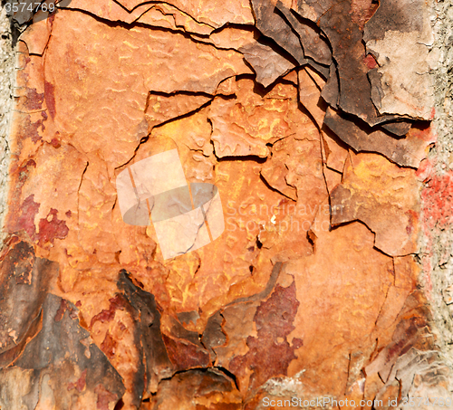 Image of barck in the abstract close up of a tree color and texture