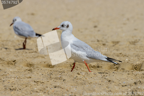 Image of Nestling seagull