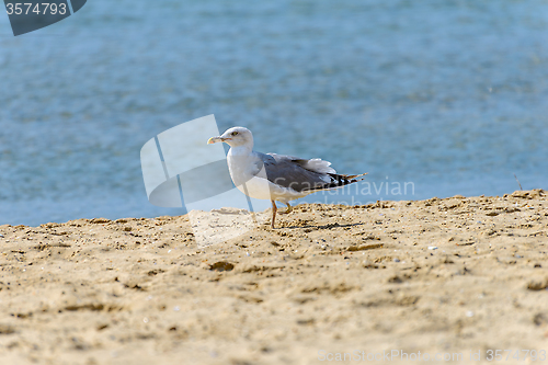 Image of One-legged seagull