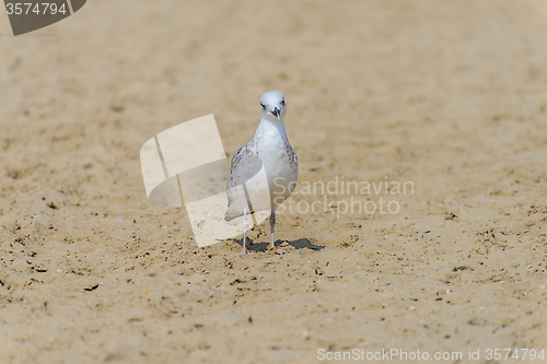 Image of Seagull