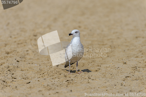 Image of Seagull