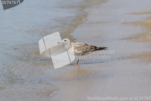 Image of Seagull