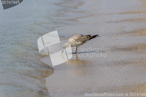 Image of Seagull