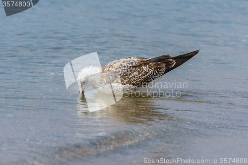 Image of Seagull in the sea