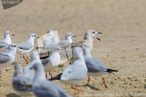 Image of Seagulls