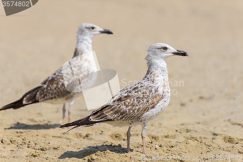 Image of Two seagull