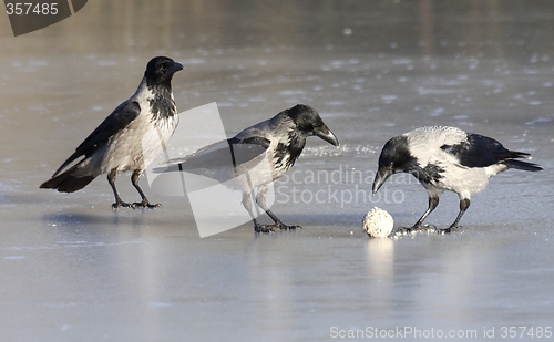 Image of Hooded Crow