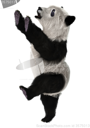 Image of Panda Bear Cub