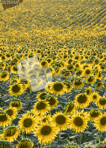 Image of Sunflower field