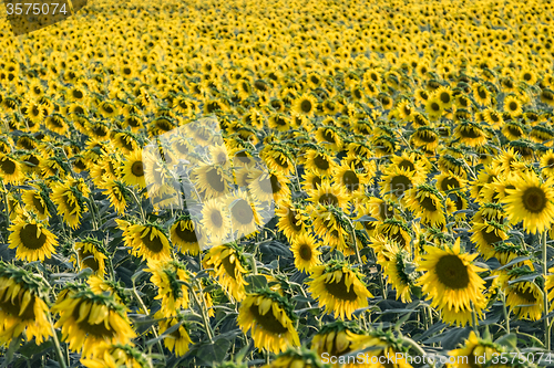 Image of Sunflower field