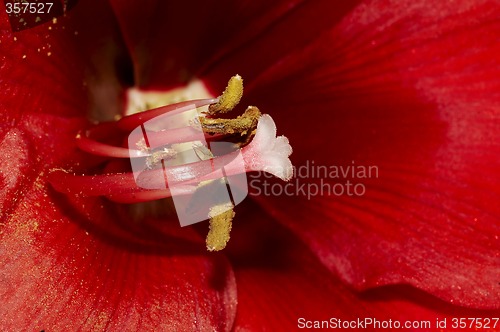 Image of the heart of an amaryllis