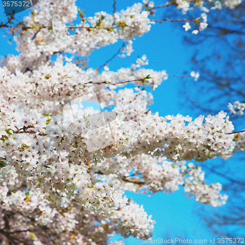 Image of in london   park the white tree and blossom flowers natural