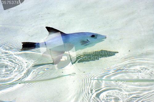 Image of little fish   isla contoy         in   day  wave