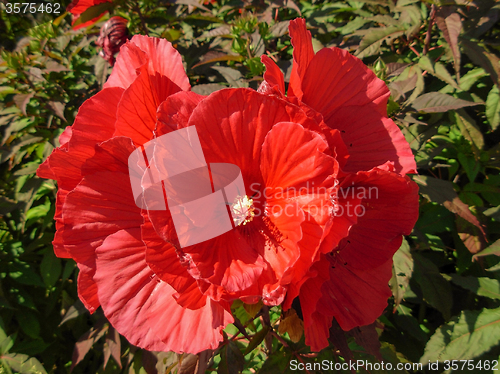 Image of Hibiscus flower