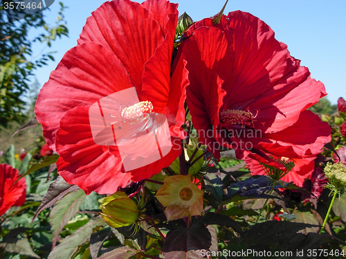 Image of Hibiscus flower