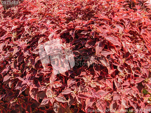 Image of red leaves