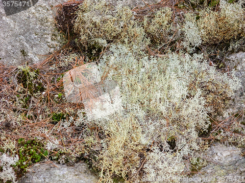 Image of lichen