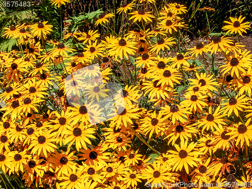 Image of orange coneflower