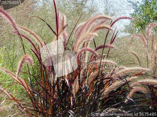 Image of Pennisetum setaceum