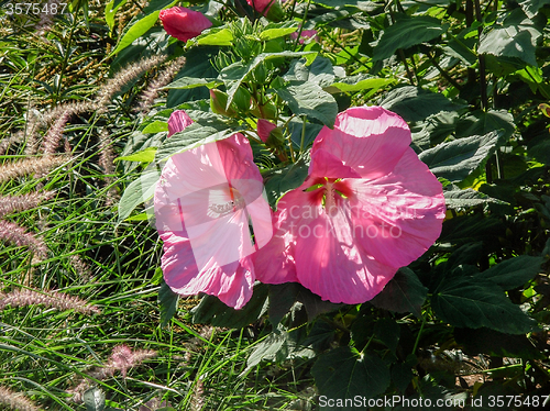 Image of Hibiscus flower