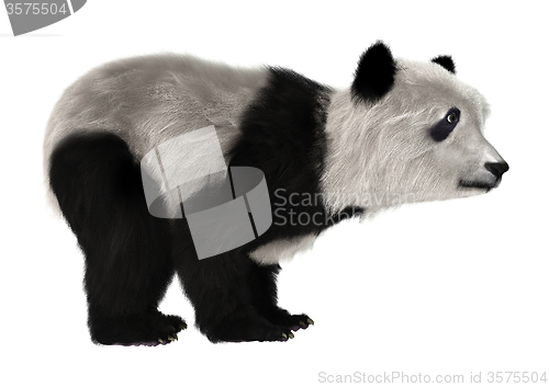 Image of Panda Bear Cub