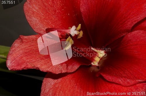 Image of amaryllis