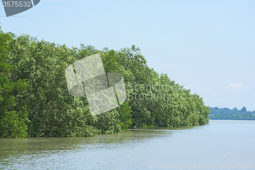 Image of Mangrove forest in Myanmar