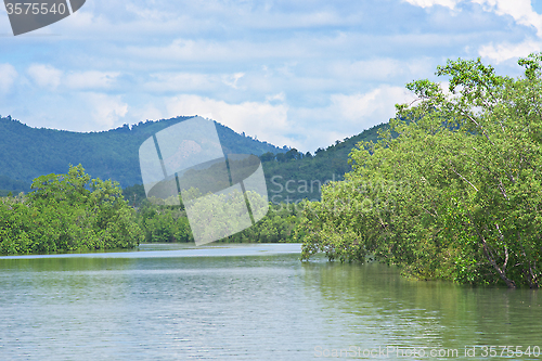 Image of Mangrove forest in Myanmar