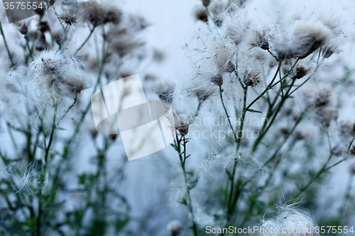 Image of flowers and seeds of thistle