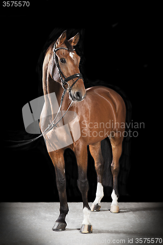 Image of Hungarian saddle horse