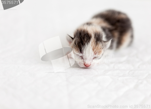 Image of Sleep a little blind kitten