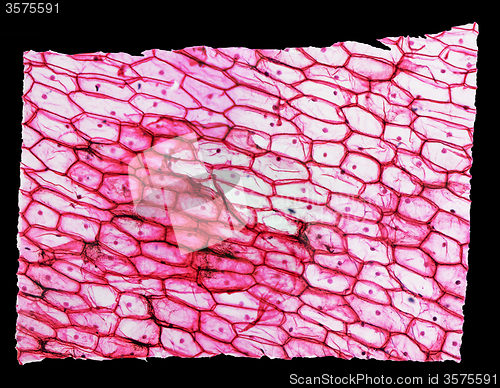 Image of Onion epidermus micrograph