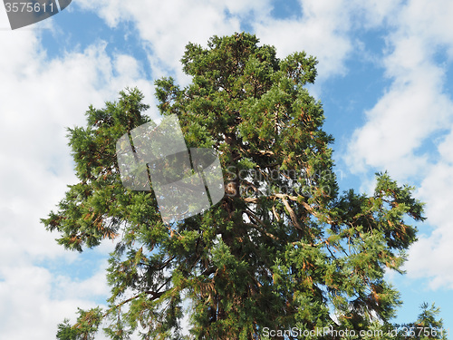 Image of Pine tree