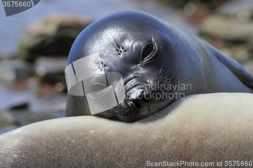 Image of Elephant Seal nice look