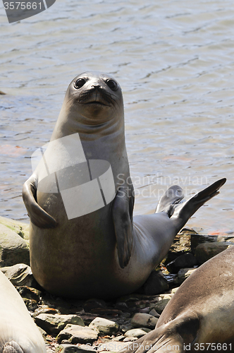 Image of Baby Elephant Seal 