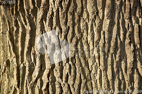 Image of Tree bark