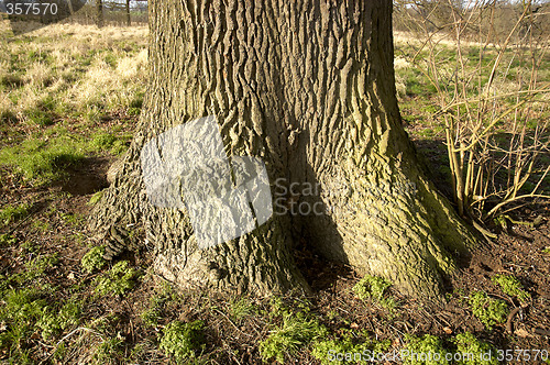 Image of Oak tree trunk