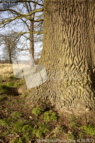 Image of Oak tree trunk