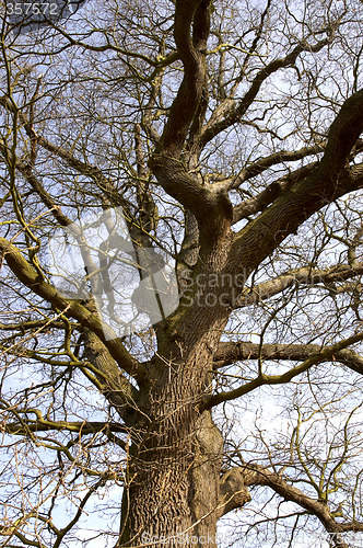 Image of Winter oak