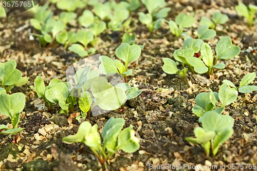 Image of Lush young plants radish in the soil