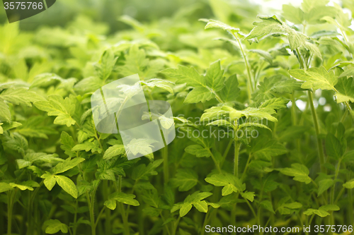 Image of Tomato seedlings before planting