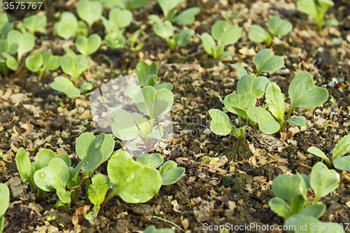 Image of Sown young radish plants in the soil