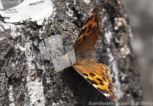 Image of Vanessa atalanta butterfly 