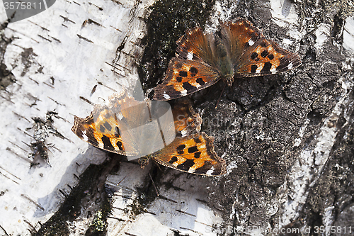 Image of Vanessa atalanta butterfly 