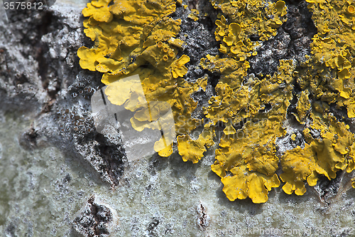 Image of Lichen on a tree