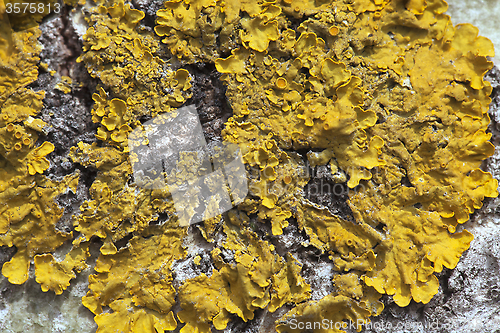 Image of Lichen on a tree